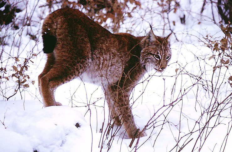 Luchs im Schnee