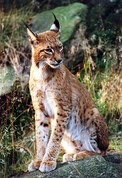 Luchs im Sommerfell